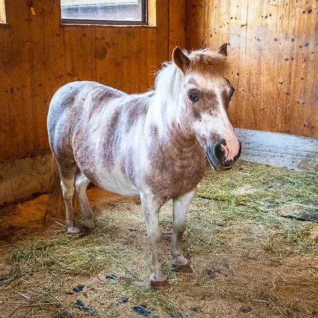 Bauernhof Lehengut Пфаррверфен
